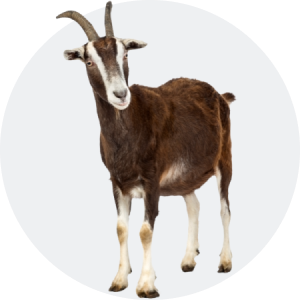 Sonstige Tiere