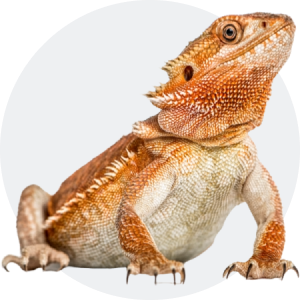 Reptilien
